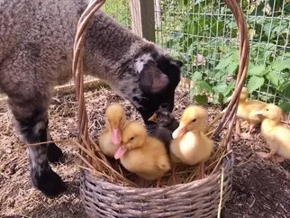 Amazing Animal Encounters 1:30-1:45 slot